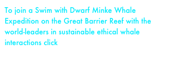 To join a Swim with Dwarf Minke Whale Expedition on the Great Barrier Reef with the world-leaders in sustainable ethical whale interactions click here 